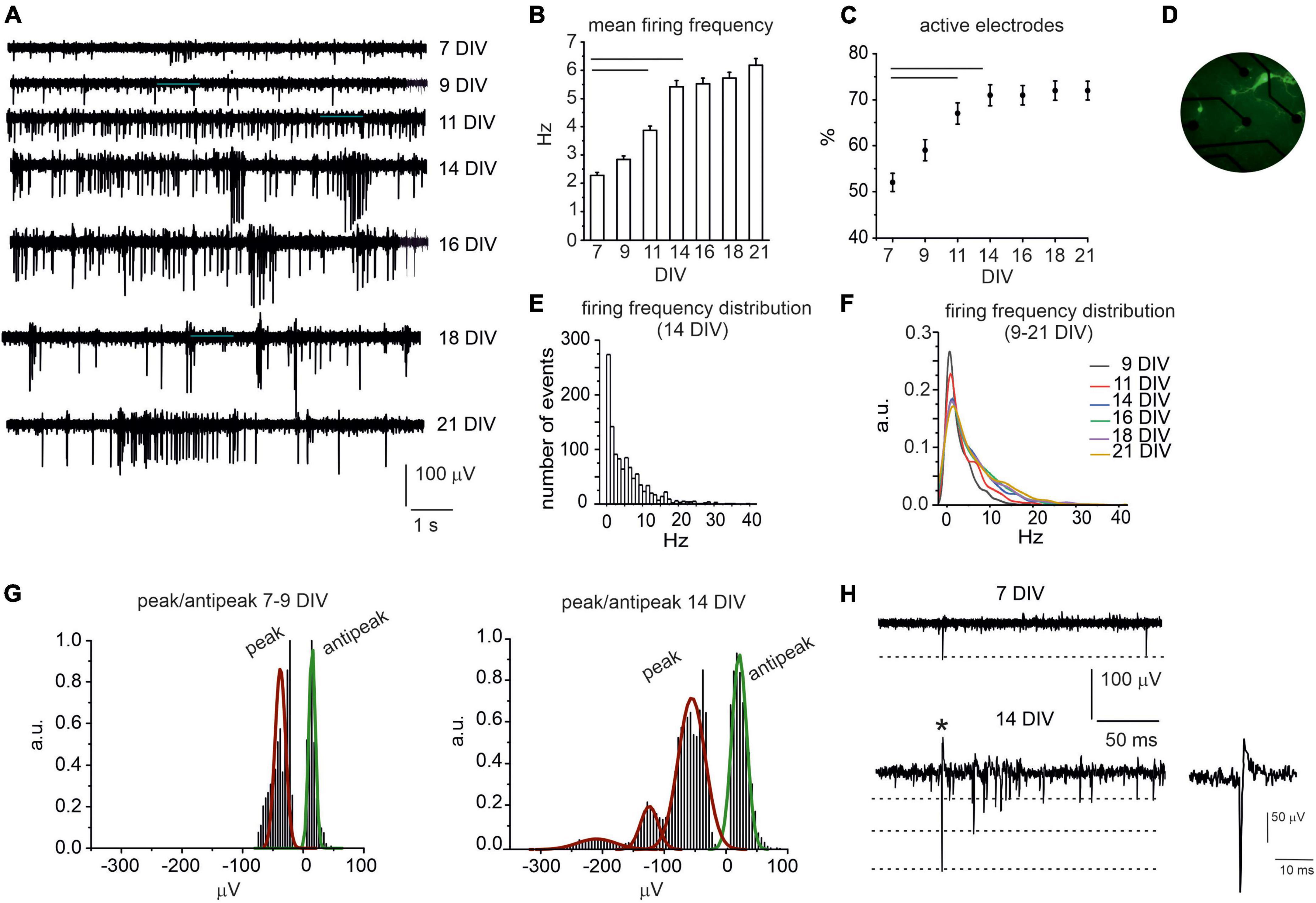 Alpha-synuclein oligomers alter the spontaneous firing discharge of cultured midbrain neurons